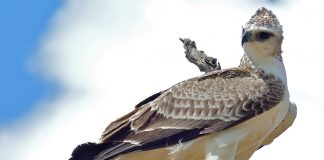 Vulturul marțial (Polemaetus bellicosus), cel mai mare vultur din Africa