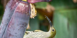 Vânătorul de păianjeni vărgat (Arachnothera magna), o specie precum o vrabie zveltă