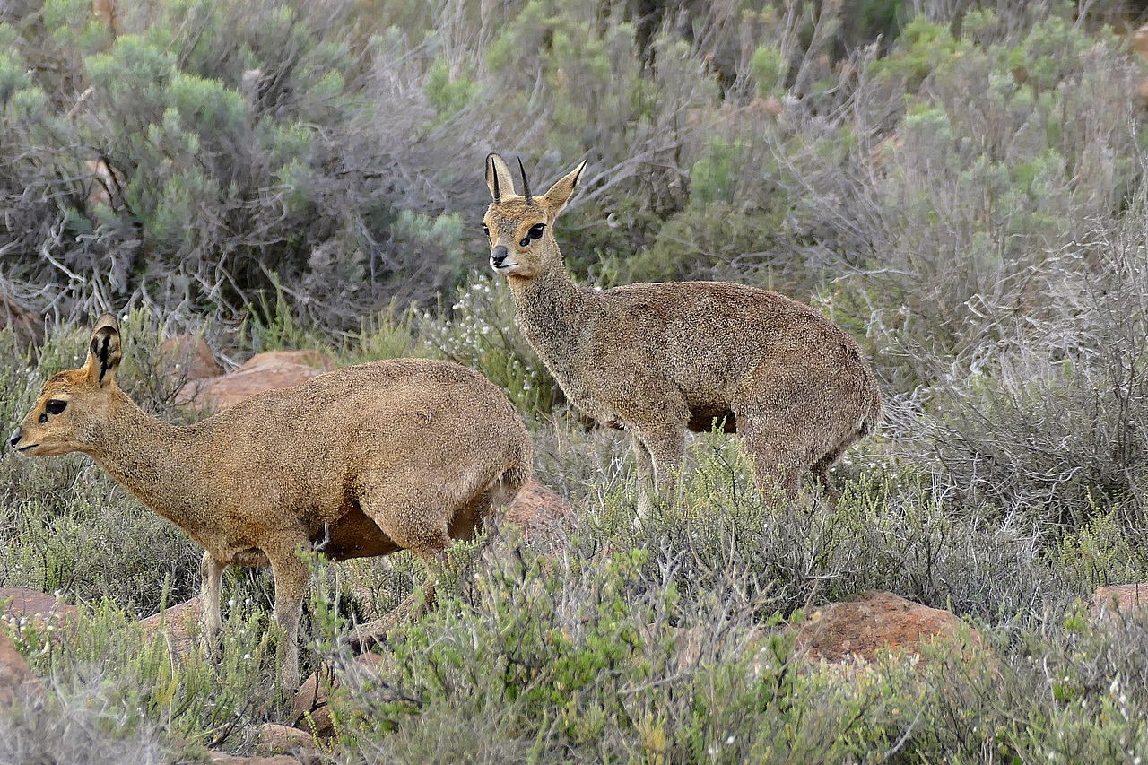 antilope