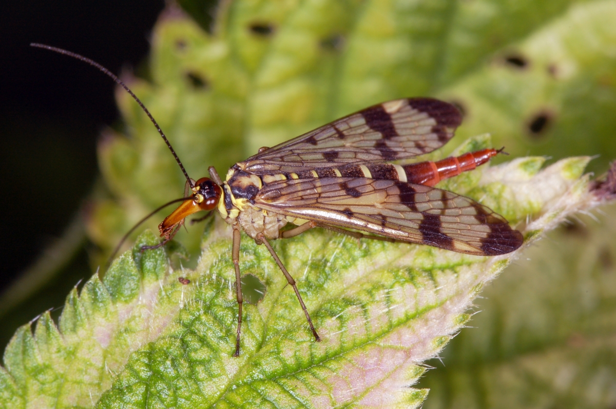 muste-scorpin comune