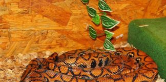 Șarpele Boa-curcubeu (Epicrates cenchria), vezi video