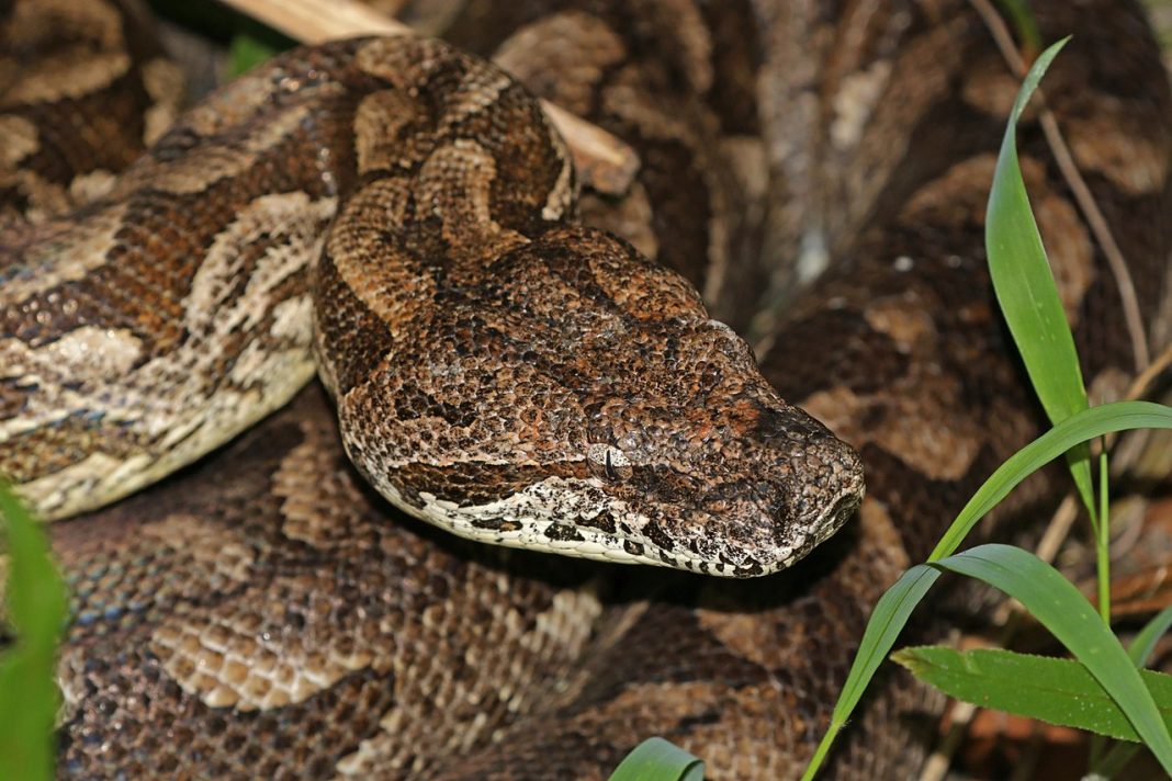 Șarpele boa al lui Dumeril (Boa dumerili), o specie endemică din Madagascar Șarpele boa al lui Dumeril (Boa dumerili), o specie endemică din Madagascar