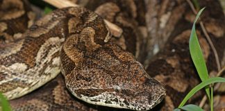 Șarpele boa al lui Dumeril (Boa dumerili), o specie endemică din Madagascar
