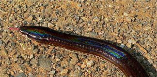 Șarpele rază-de-soare (Xenopeltis unicolor), o specie cu solzi iridescenți din Asia de Sud-Est