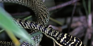 Șarpele zburător - Șarpele auriu de copac (Chrysopelea ornata)