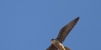 Șoimul Eleonorei (Falco eleonorae), o pasăre de pradă ce trăiește până la 16 ani