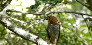 Șoimul dungat de pădure (Micrastur ruficollis) din America de Sud