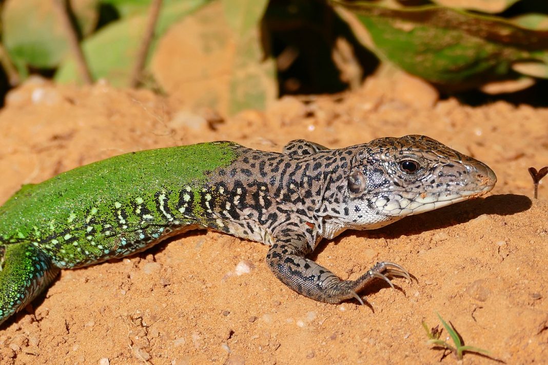 Șopârla americană - Ameiva comună (Ameiva ameiva)