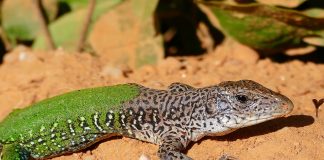 Șopârla americană - Ameiva comună (Ameiva ameiva)