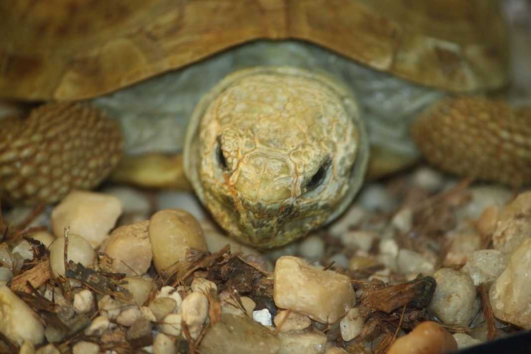 Țestoasă-clătită (Malacochersus tornieri) din Africa de Est Țestoasă-clătită (Malacochersus tornieri) din Africa de Est