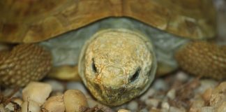 Țestoasă-clătită (Malacochersus tornieri) din Africa de Est