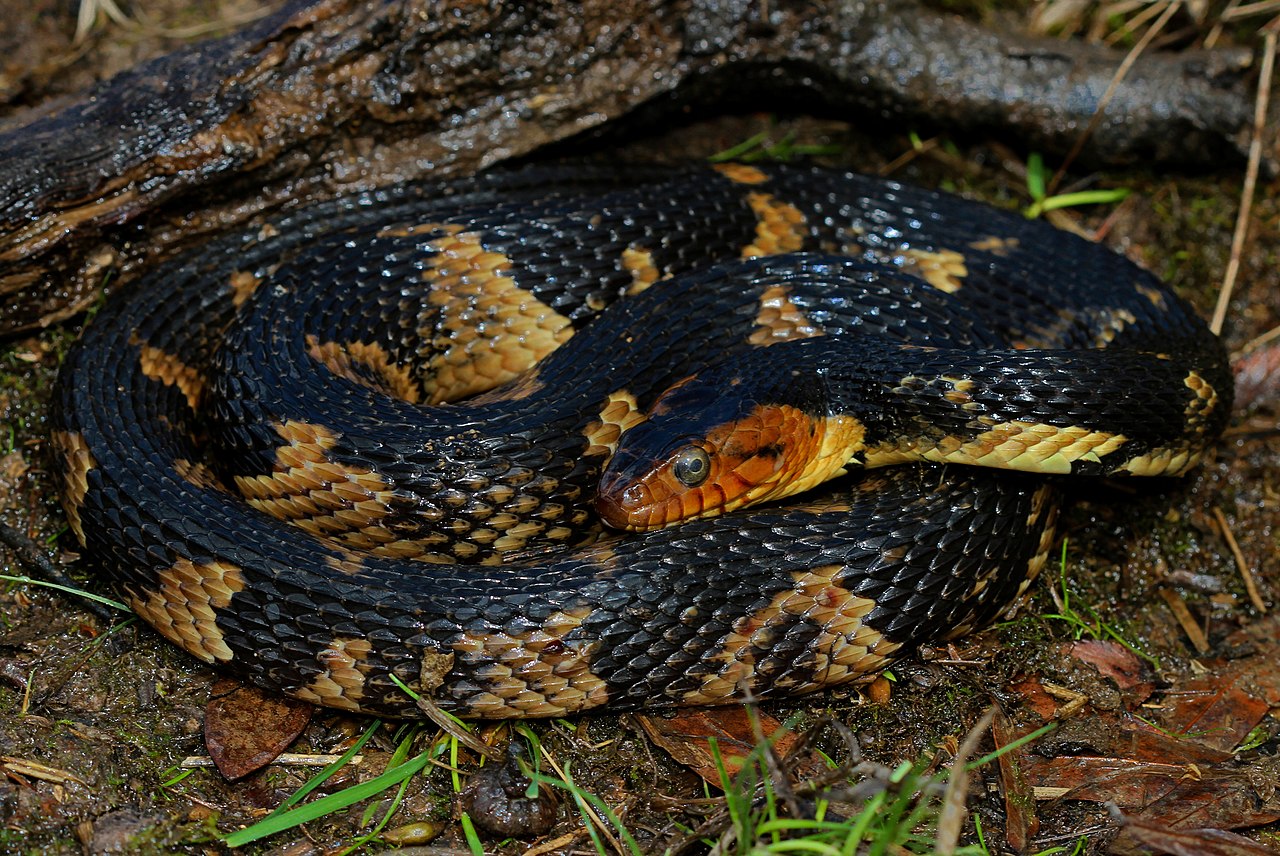 Șarpele de apă sudic (Nerodia fasciata) vânează broaște și pești