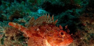 Animale periculoase în Marea Neagră, vezi de ce să te ferești