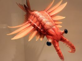 Anomalocaris, cel mai vechi prădător avea vederea excelentă