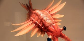 Anomalocaris, cel mai vechi prădător avea vederea excelentă