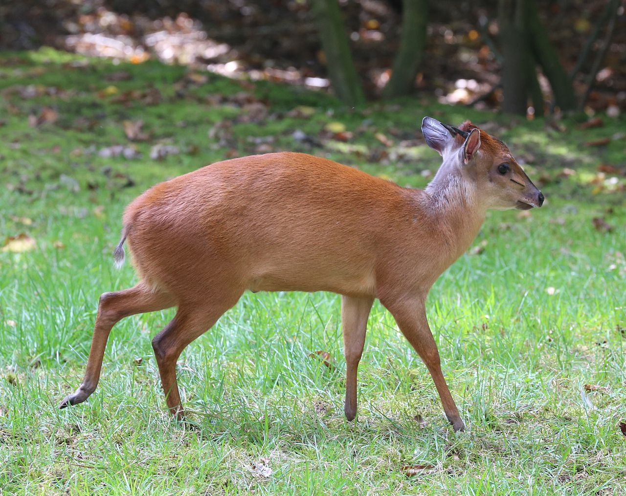 Antilopa roșie de pădure