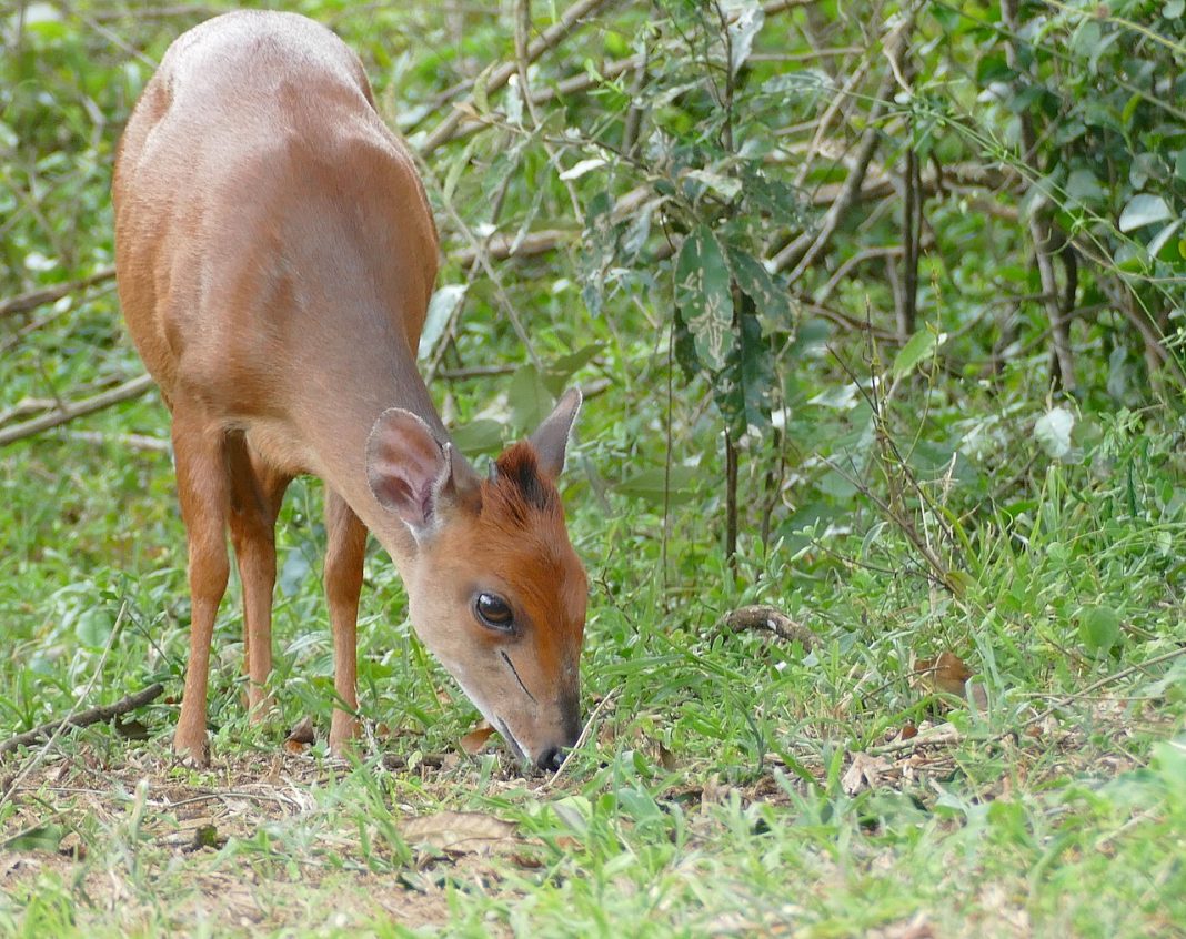 Antilopa roșie de pădure (Cephalophus natalensis) trăiește în Asia Antilopa roșie de pădure (Cephalophus natalensis) trăiește în Asia