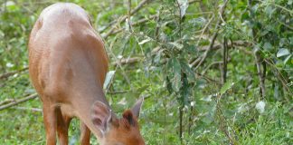 Antilopa roșie de pădure (Cephalophus natalensis) trăiește în Asia