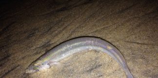 Aterina de California (Leuresthes tenuis), pești ce se reproduc pe plajele umede ale Californiei