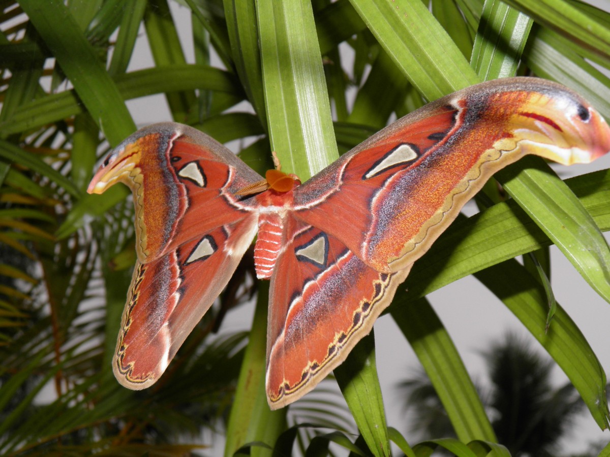 Attacus Atlas