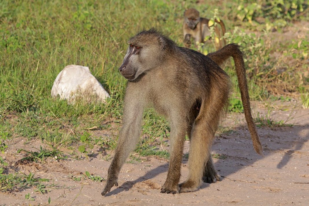 Babuinul Chacma (Papio ursinus) – Cel mai mare babuin din Africa