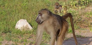 Babuinul Chacma (Papio ursinus) – Cel mai mare babuin din Africa