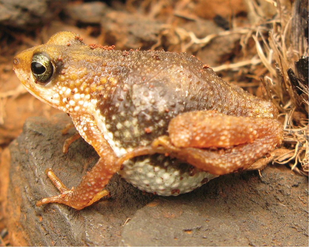 Broasca râioasă care naște (Nimbaphrynoides occidentalis)