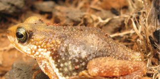 Broasca râioasă care naște (Nimbaphrynoides occidentalis)