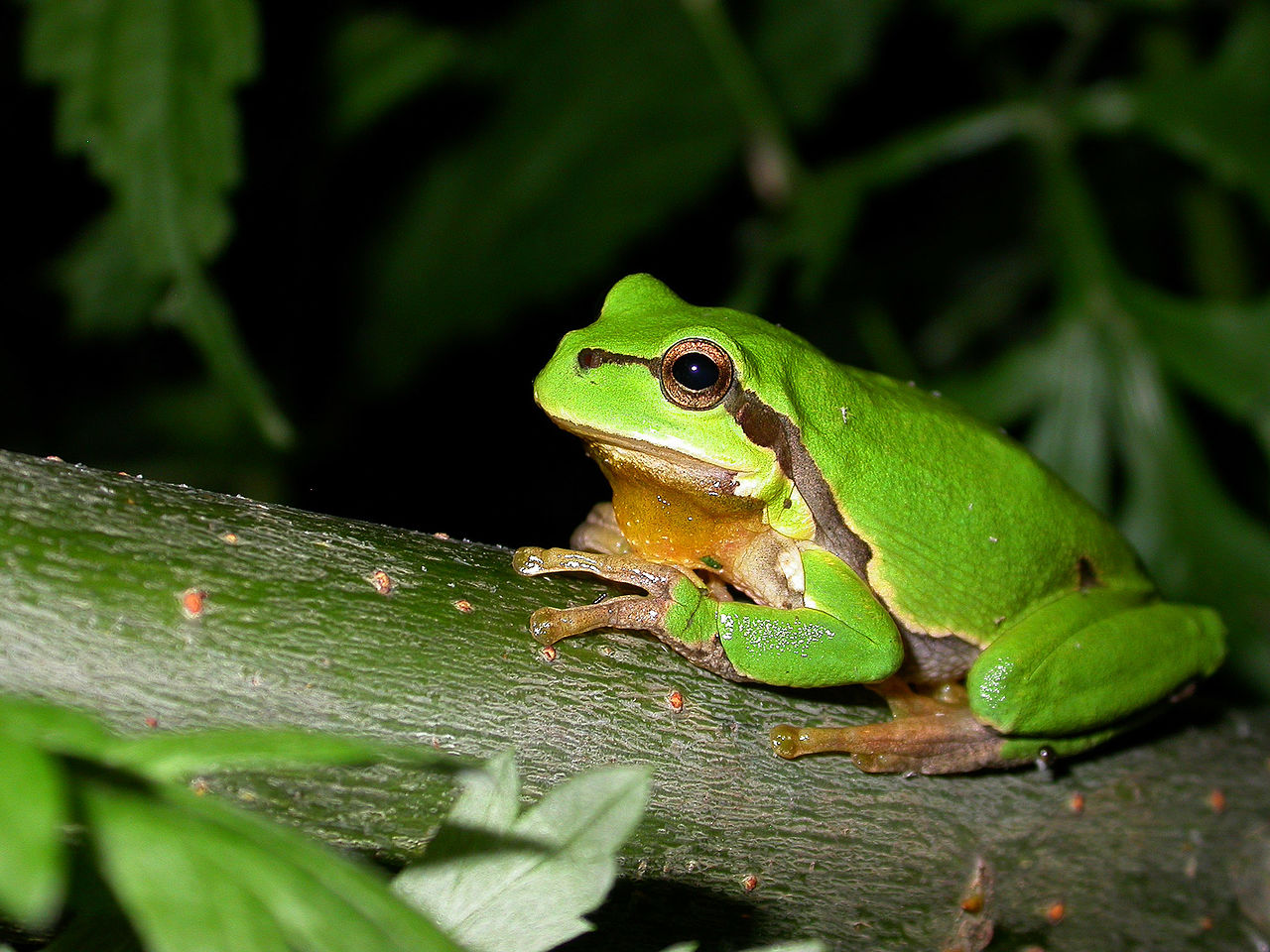 Brotăcelul european (Hyla arborea), cea mai răspândită specie