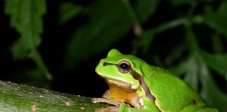 Brotăcelul european (Hyla arborea), cea mai răspândită specie