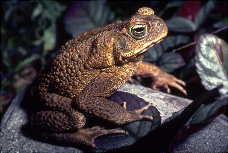 Bufo marinus, Foto: ryanphotographic.com