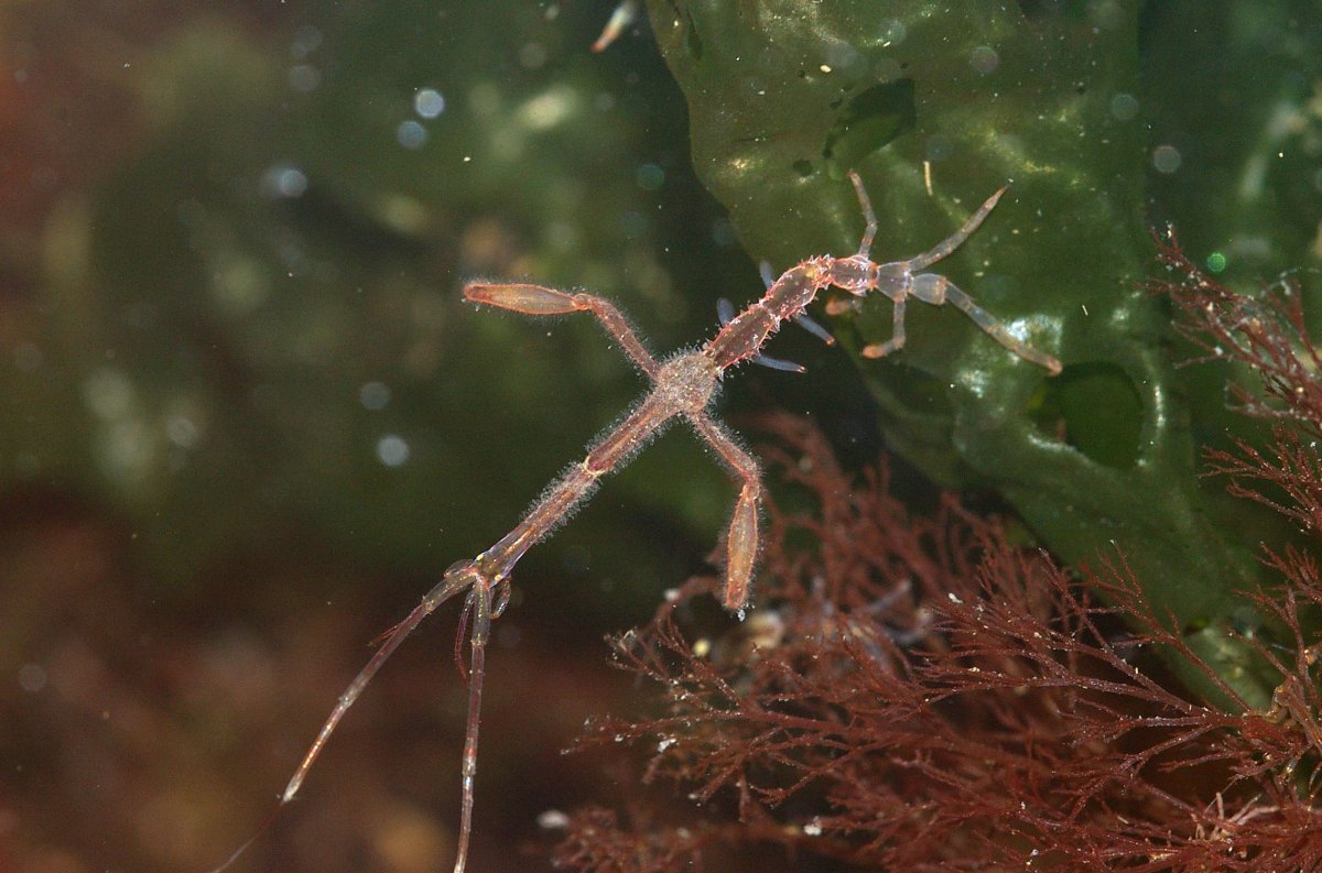 Caprella Mutica, Foto: freenatureimages.eu