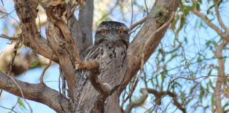 Caprimulgul uriaș (Podargus strigoides), o pasăre de noapte