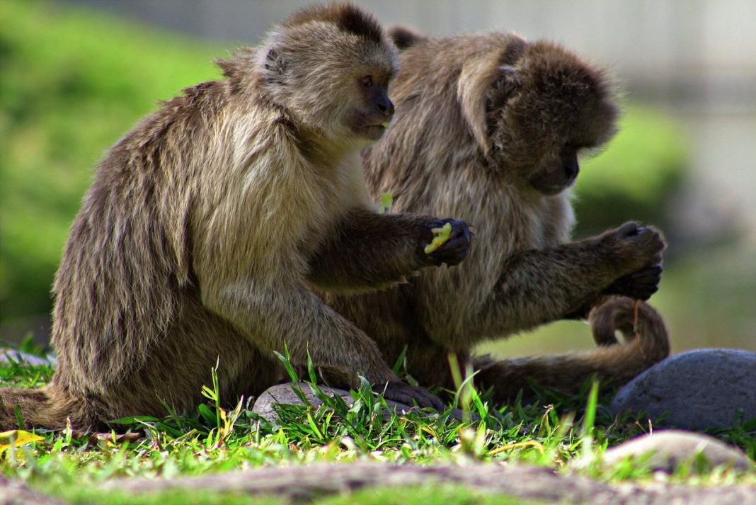 Capucinul plângător (Cebus olivaceus), maimuța ce scoate sunete plângătoare Capucinul plângător (Cebus olivaceus), maimuța ce scoate sunete plângătoare