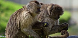Capucinul plângător (Cebus olivaceus), maimuța ce scoate sunete plângătoare