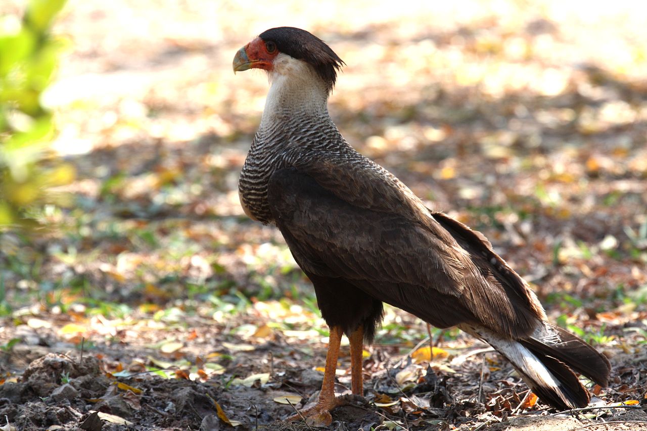 Caracara cu creastă