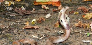 Cobra indiană (Naja naja), unul dintre cei mai periculoși șerpi din India