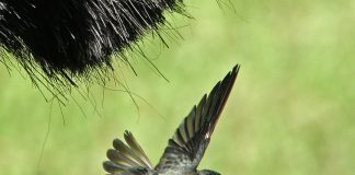 Collocalia esculenta, păsări care produc cuiburi comestibile