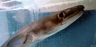 Congerul de mare (Conger conger), pește cu aspect de șarpe