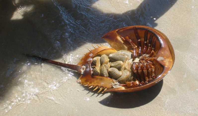 Crabi-potcoavă, Foto: forum.ebaumsworld.com