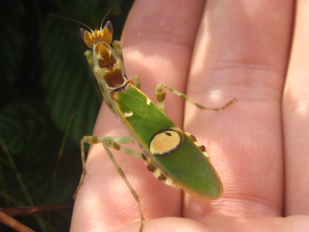 Creobroter gemmatus, Foto: reptarium.cz