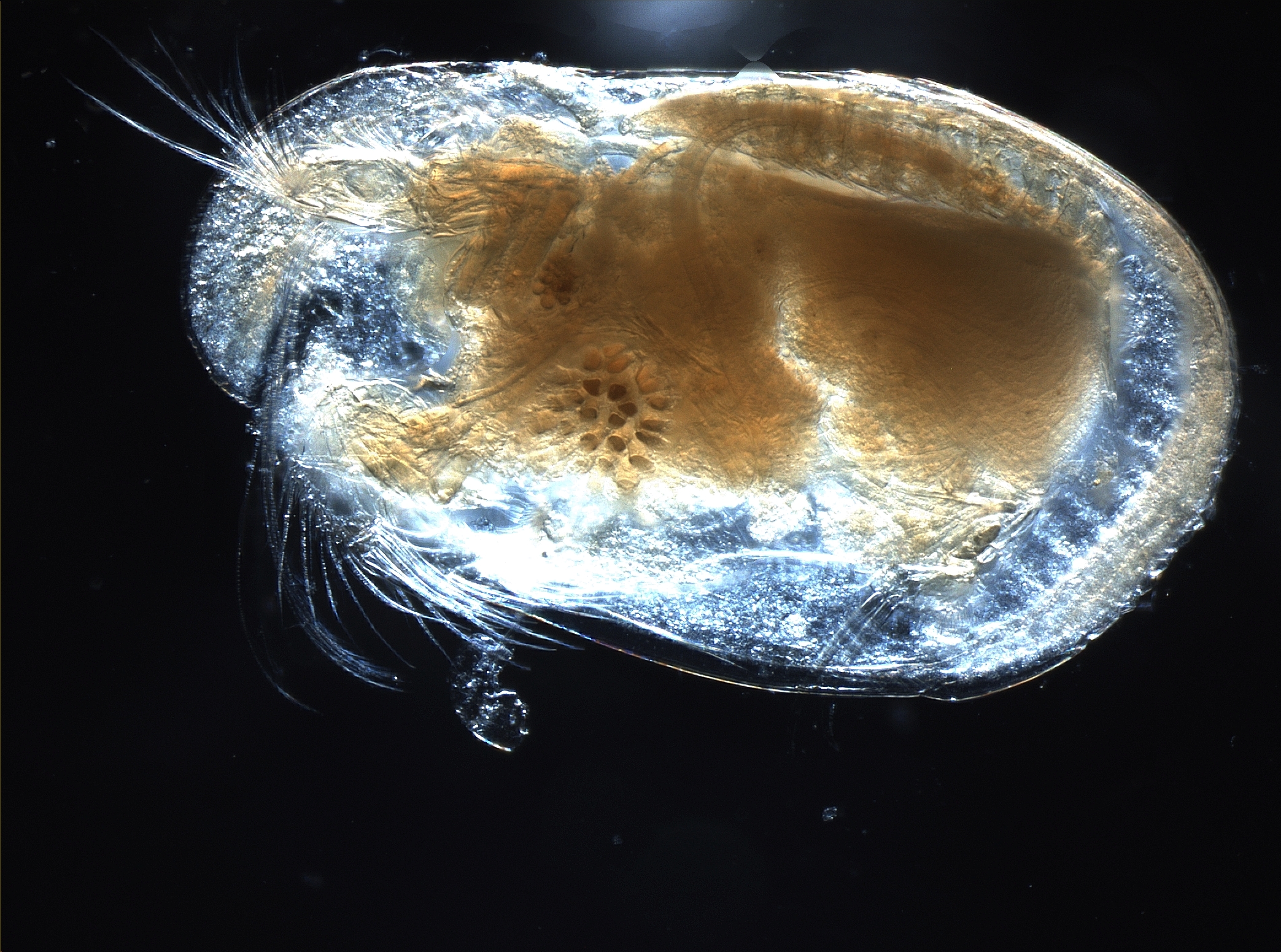 Ostracoda, Foto: darkintheboy.com