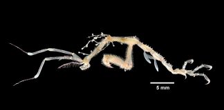 Creveți-schelet, această specie nu înoată