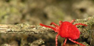 Căpușe de catifea, află totul despre ele