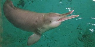 Delfinul cu steag alb (Lipotex vexillifer), un cetaceu pe cale de dispariție