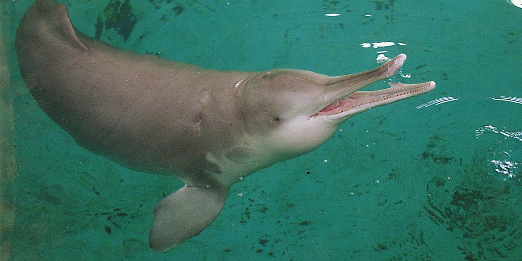 Delfinul cu steag alb (Lipotex vexillifer), un cetaceu pe cale de dispariție Delfinul cu steag alb (Lipotex vexillifer), un cetaceu pe cale de dispariție