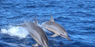 Delfinul-sfarleaza (Stenella longirostris) face salturi și se răsucește în aer