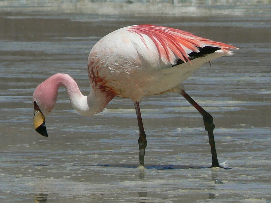 Flamingul de puna (Phoenicoparrus jamesi)