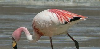 Flamingul de puna (Phoenicoparrus jamesi)