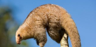 Furnicarul pitic (Cyclopes didactylus), un mamifer din familia Cyclopedidae